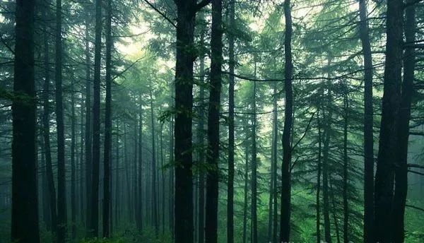 世界森林日句子大全 关于世界森林日的句子 2024年世界森林日最新句子
